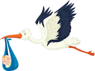 Storch